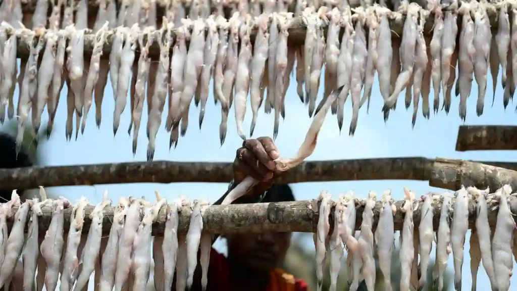 Fresh Bombay Duck